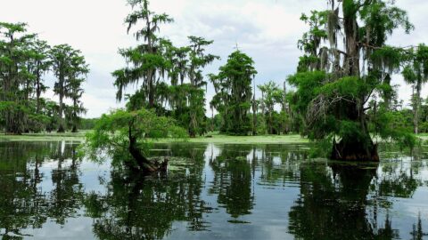Experience an Airboat Swamp Tour