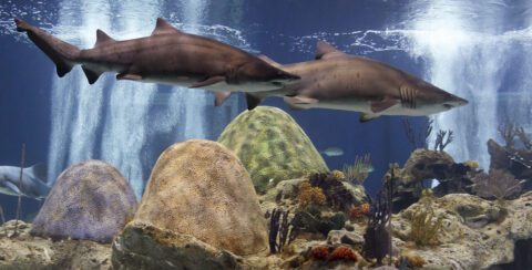 Check out the OdySea Aquarium