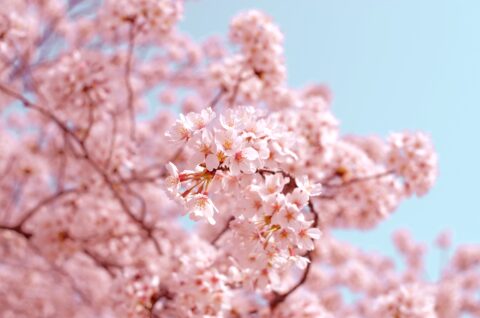 San Francisco Cherry Blossom Festival