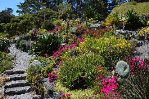 Visit the San Francisco Botanical Garden
