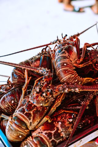 Lobster Festival 