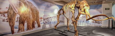 Mammoths: Ice Age Giants exhibit