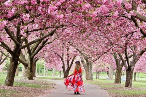 Sakura Matsuri Cherry Blossom Festival